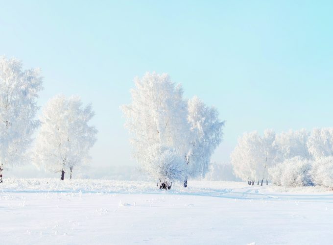 Wallpaper trees, snow, winter, 4k, Nature 6570612845
